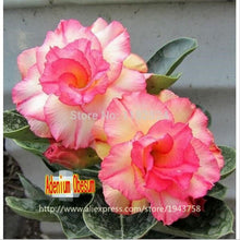 new arrival 24 colors rare desert rose seeds real Thailand Adenium obesum seeds flower bonsai plant mini tree giant flower 2pcs