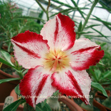 new arrival 24 colors rare desert rose seeds real Thailand Adenium obesum seeds flower bonsai plant mini tree giant flower 2pcs