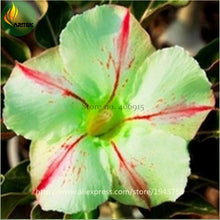 new arrival 24 colors rare desert rose seeds real Thailand Adenium obesum seeds flower bonsai plant mini tree giant flower 2pcs