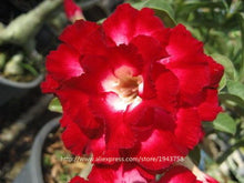 new arrival 24 colors rare desert rose seeds real Thailand Adenium obesum seeds flower bonsai plant mini tree giant flower 2pcs