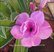 new arrival 24 colors rare desert rose seeds real Thailand Adenium obesum seeds flower bonsai plant mini tree giant flower 2pcs