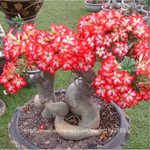 new arrival 24 colors rare desert rose seeds real Thailand Adenium obesum seeds flower bonsai plant mini tree giant flower 2pcs