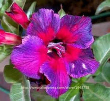 new arrival 24 colors rare desert rose seeds real Thailand Adenium obesum seeds flower bonsai plant mini tree giant flower 2pcs