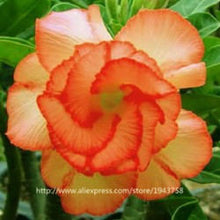 new arrival 24 colors rare desert rose seeds real Thailand Adenium obesum seeds flower bonsai plant mini tree giant flower 2pcs