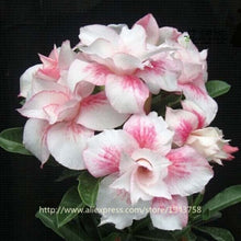 new arrival 24 colors rare desert rose seeds real Thailand Adenium obesum seeds flower bonsai plant mini tree giant flower 2pcs