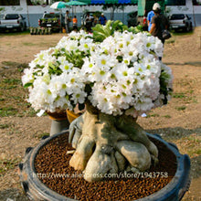 new arrival 24 colors rare desert rose seeds real Thailand Adenium obesum seeds flower bonsai plant mini tree giant flower 2pcs