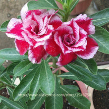 new arrival 24 colors rare desert rose seeds real Thailand Adenium obesum seeds flower bonsai plant mini tree giant flower 2pcs