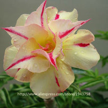 new arrival 24 colors rare desert rose seeds real Thailand Adenium obesum seeds flower bonsai plant mini tree giant flower 2pcs