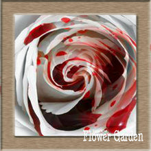 New Arrival!White Red Edge Rose Seeds Garden Seeds Plants Potted Rose Rare Flower Seeds Balcony Indoor 100 Seed/Bag,#NQY51O