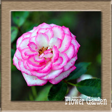 New Arrival!White Red Edge Rose Seeds Garden Seeds Plants Potted Rose Rare Flower Seeds Balcony Indoor 100 Seed/Bag,#NQY51O