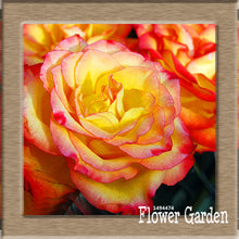 New Arrival!White Red Edge Rose Seeds Garden Seeds Plants Potted Rose Rare Flower Seeds Balcony Indoor 100 Seed/Bag,#NQY51O