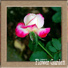 New Arrival!White Red Edge Rose Seeds Garden Seeds Plants Potted Rose Rare Flower Seeds Balcony Indoor 100 Seed/Bag,#NQY51O