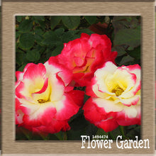 New Arrival!White Red Edge Rose Seeds Garden Seeds Plants Potted Rose Rare Flower Seeds Balcony Indoor 100 Seed/Bag,#NQY51O