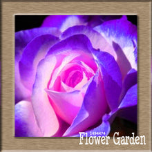 New Arrival!White Red Edge Rose Seeds Garden Seeds Plants Potted Rose Rare Flower Seeds Balcony Indoor 100 Seed/Bag,#NQY51O