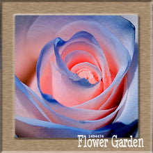 New Arrival!White Red Edge Rose Seeds Garden Seeds Plants Potted Rose Rare Flower Seeds Balcony Indoor 100 Seed/Bag,#NQY51O