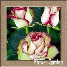 New Arrival!White Red Edge Rose Seeds Garden Seeds Plants Potted Rose Rare Flower Seeds Balcony Indoor 100 Seed/Bag,#NQY51O