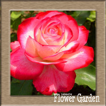 New Arrival!White Red Edge Rose Seeds Garden Seeds Plants Potted Rose Rare Flower Seeds Balcony Indoor 100 Seed/Bag,#NQY51O