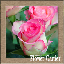 New Arrival!White Red Edge Rose Seeds Garden Seeds Plants Potted Rose Rare Flower Seeds Balcony Indoor 100 Seed/Bag,#NQY51O