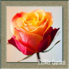 New Arrival!White Red Edge Rose Seeds Garden Seeds Plants Potted Rose Rare Flower Seeds Balcony Indoor 100 Seed/Bag,#NQY51O