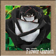 New Arrival!White Red Edge Rose Seeds Garden Seeds Plants Potted Rose Rare Flower Seeds Balcony Indoor 100 Seed/Bag,#NQY51O