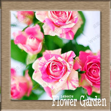 New Arrival!White Red Edge Rose Seeds Garden Seeds Plants Potted Rose Rare Flower Seeds Balcony Indoor 100 Seed/Bag,#NQY51O