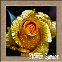 New Arrival!White Red Edge Rose Seeds Garden Seeds Plants Potted Rose Rare Flower Seeds Balcony Indoor 100 Seed/Bag,#NQY51O