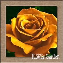 New Arrival!White Red Edge Rose Seeds Garden Seeds Plants Potted Rose Rare Flower Seeds Balcony Indoor 100 Seed/Bag,#NQY51O