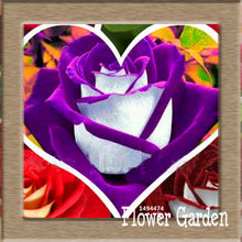 New Arrival!White Red Edge Rose Seeds Garden Seeds Plants Potted Rose Rare Flower Seeds Balcony Indoor 100 Seed/Bag,#NQY51O