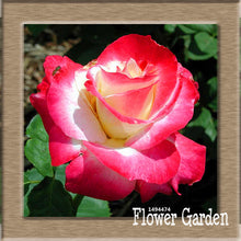 New Arrival!White Red Edge Rose Seeds Garden Seeds Plants Potted Rose Rare Flower Seeds Balcony Indoor 100 Seed/Bag,#NQY51O