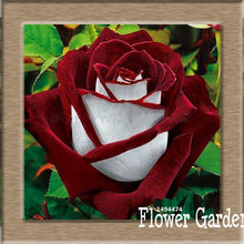 New Arrival!White Red Edge Rose Seeds Garden Seeds Plants Potted Rose Rare Flower Seeds Balcony Indoor 100 Seed/Bag,#NQY51O