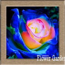 New Arrival!White Red Edge Rose Seeds Garden Seeds Plants Potted Rose Rare Flower Seeds Balcony Indoor 100 Seed/Bag,#NQY51O