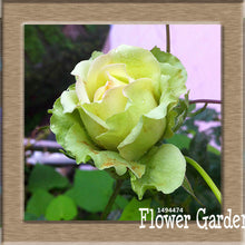 New Arrival!White Red Edge Rose Seeds Garden Seeds Plants Potted Rose Rare Flower Seeds Balcony Indoor 100 Seed/Bag,#NQY51O