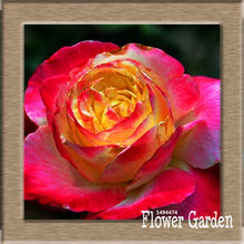 New Arrival!White Red Edge Rose Seeds Garden Seeds Plants Potted Rose Rare Flower Seeds Balcony Indoor 100 Seed/Bag,#NQY51O