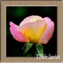 New Arrival!White Red Edge Rose Seeds Garden Seeds Plants Potted Rose Rare Flower Seeds Balcony Indoor 100 Seed/Bag,#NQY51O