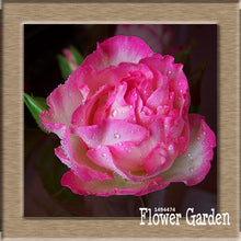 New Arrival!White Red Edge Rose Seeds Garden Seeds Plants Potted Rose Rare Flower Seeds Balcony Indoor 100 Seed/Bag,#NQY51O