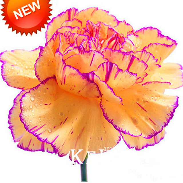 100 Yellow Orange Carnation Seeds Dianthus Flowers Seed Flower Perenni –  Toadstool Seeds