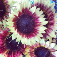 40 pcs/bag sunflower seeds,sunflower seeds for planting,bonsai flower seeds,10 colours,Natural growth for home garden planting