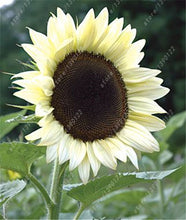 40 pcs/bag sunflower seeds,sunflower seeds for planting,bonsai flower seeds,10 colours,Natural growth for home garden planting