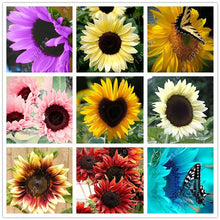 40 pcs/bag sunflower seeds,sunflower seeds for planting,bonsai flower seeds,10 colours,Natural growth for home garden planting