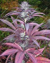 100pcs Hemp Seeds Organic Herb food,A healthy seeds vegetables,Perennial Flower seeds planta/plante for home garden