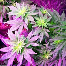 100pcs Hemp Seeds Organic Herb food,A healthy seeds vegetables,Perennial Flower seeds planta/plante for home garden