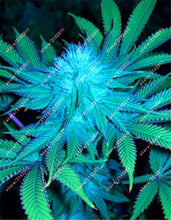 100pcs Hemp Seeds Organic Herb food,A healthy seeds vegetables,Perennial Flower seeds planta/plante for home garden