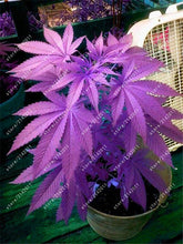 100pcs Hemp Seeds Organic Herb food,A healthy seeds vegetables,Perennial Flower seeds planta/plante for home garden