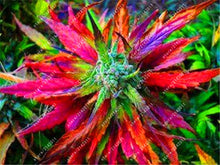 100pcs Hemp Seeds Organic Herb food,A healthy seeds vegetables,Perennial Flower seeds planta/plante for home garden