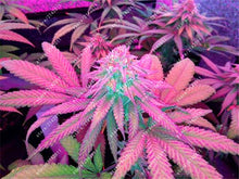 100pcs Hemp Seeds Organic Herb food,A healthy seeds vegetables,Perennial Flower seeds planta/plante for home garden