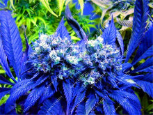 100pcs Hemp Seeds Organic Herb food,A healthy seeds vegetables,Perennial Flower seeds planta/plante for home garden