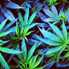 100pcs Hemp Seeds Organic Herb food,A healthy seeds vegetables,Perennial Flower seeds planta/plante for home garden