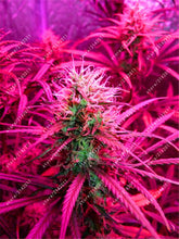 100pcs Hemp Seeds Organic Herb food,A healthy seeds vegetables,Perennial Flower seeds planta/plante for home garden