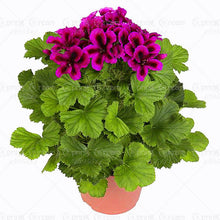 100pcs/bag geranium seeds Rare Variegated Geranium seed potted winter garden flower for bonsai plant for home garden