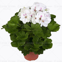 100pcs/bag geranium seeds Rare Variegated Geranium seed potted winter garden flower for bonsai plant for home garden